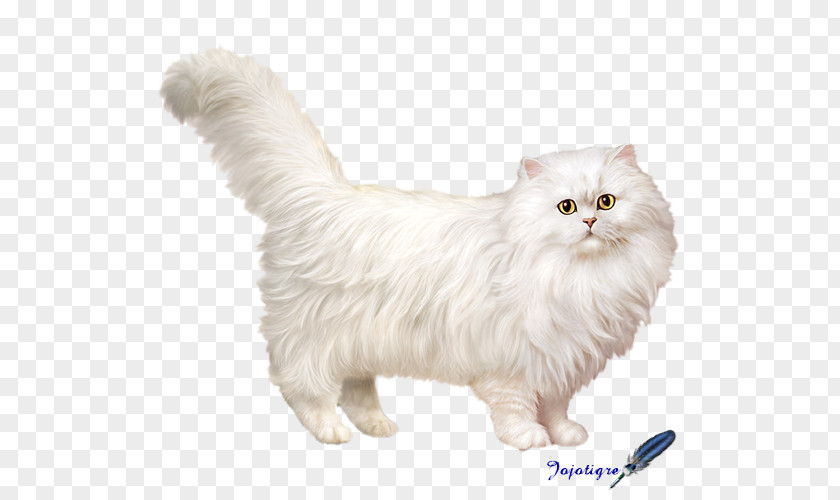 Kitten Persian Cat Asian Semi-longhair Munchkin American Curl Cymric PNG