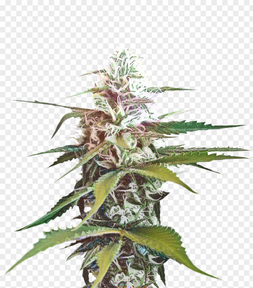 Rose Order Hemp Cannabis Leaf Background PNG
