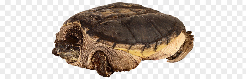 Turtle Common Snapping Russian Tortoise Reptile PNG