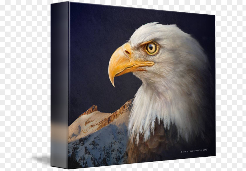 Bald Eagle Painting Art Beak PNG