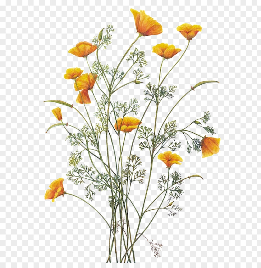 Chamomile California Poppy Botanical Illustration Botany PNG