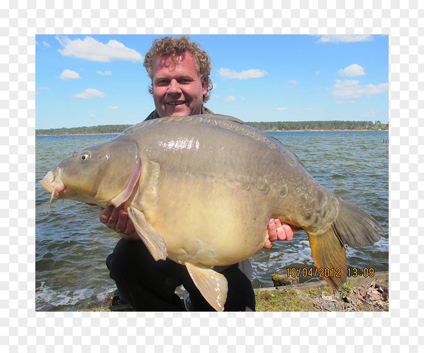 Fishing Ecosystem Fauna Fisherman Carp PNG