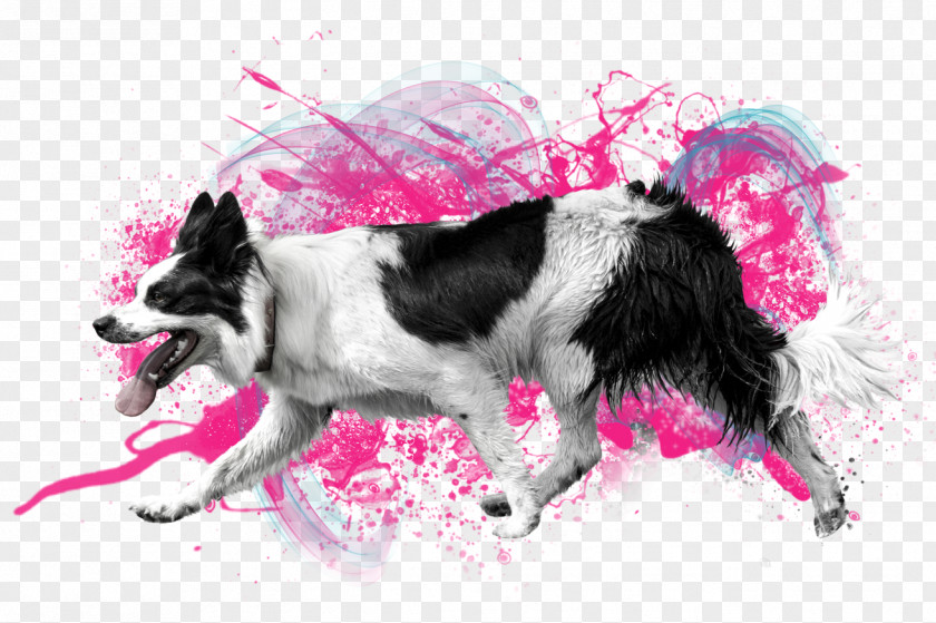 Stabyhoun Companion Dog Pink Border PNG