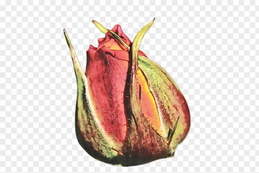 Bud Flowering Plant Nepenthes Leaf Flower Tree PNG