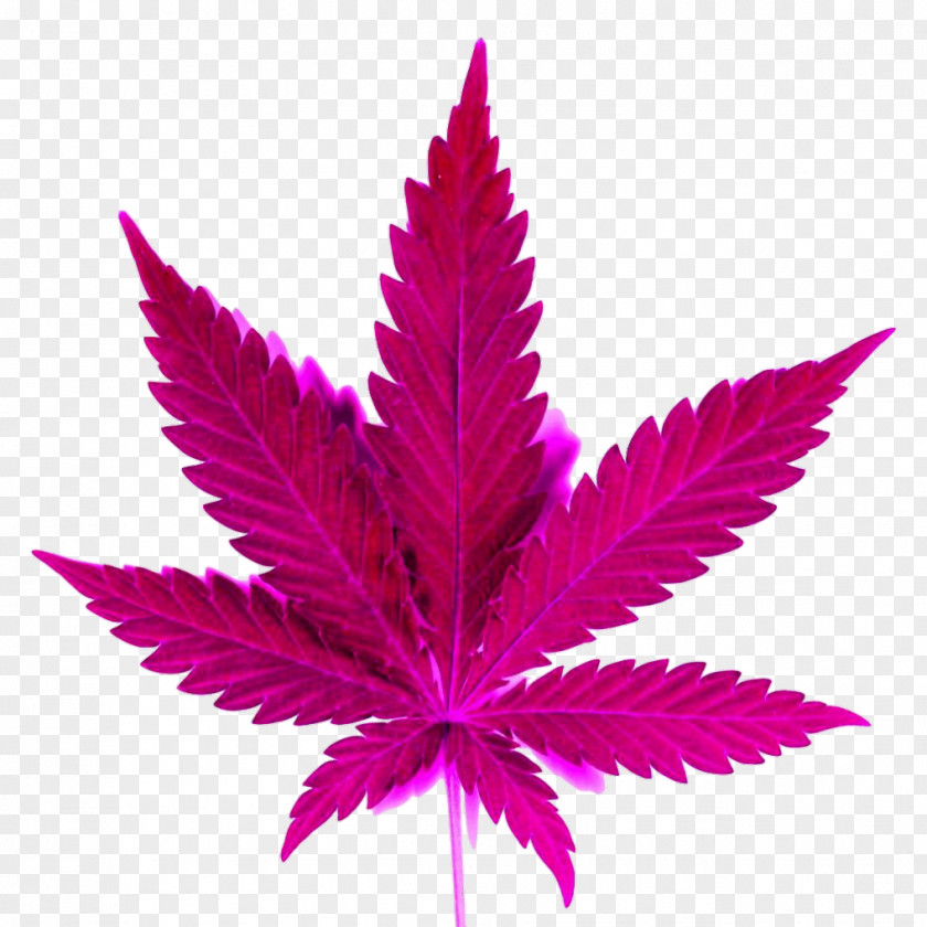 Cannabis Medical Sativa Leaf Joint PNG