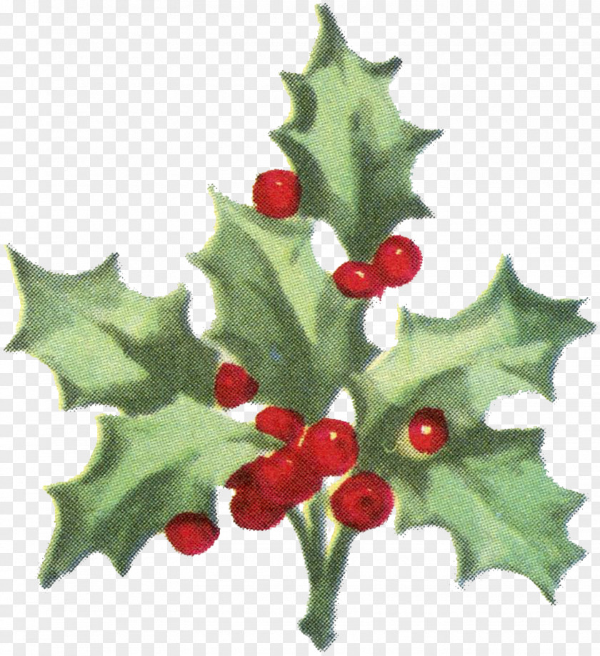 Christmas Holly Illustration Material Paper Common Gift Wrapping Aquifoliales PNG