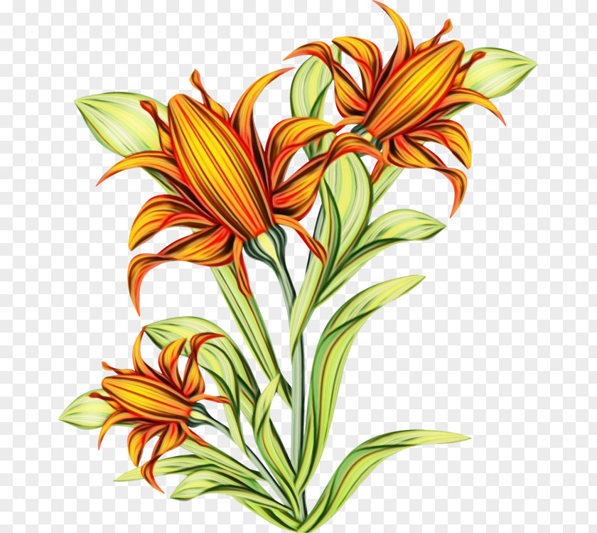 Floral Design Cut Flowers Alstroemeriaceae Jersey Lily Plant Stem PNG