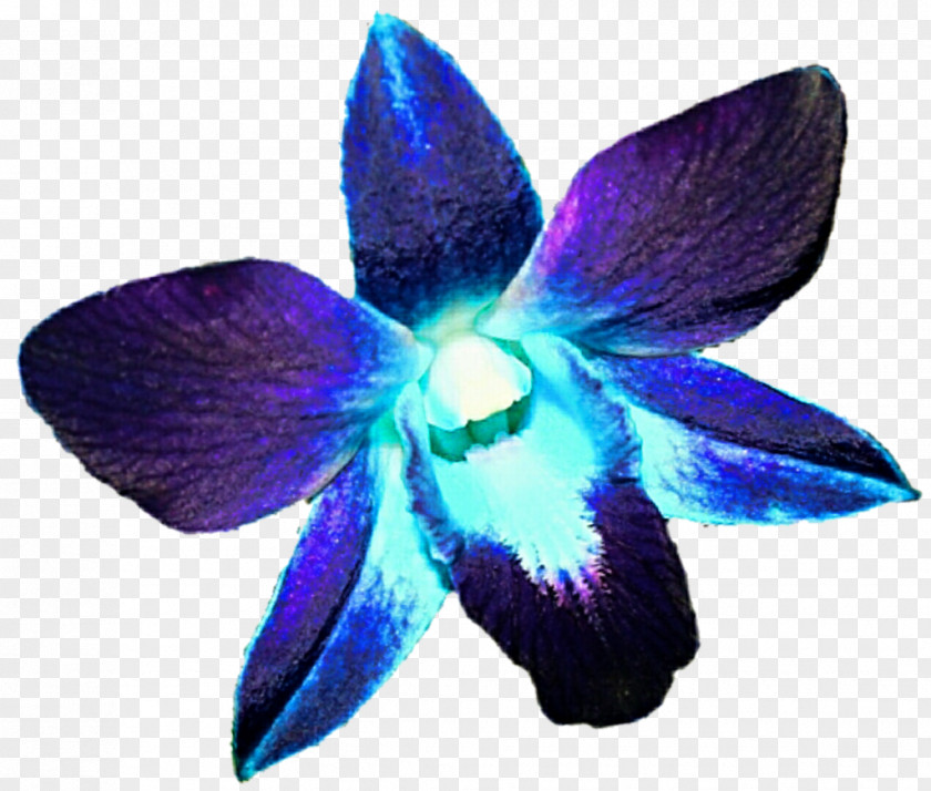 Flower Petals Orchids Blue Purple Clip Art PNG