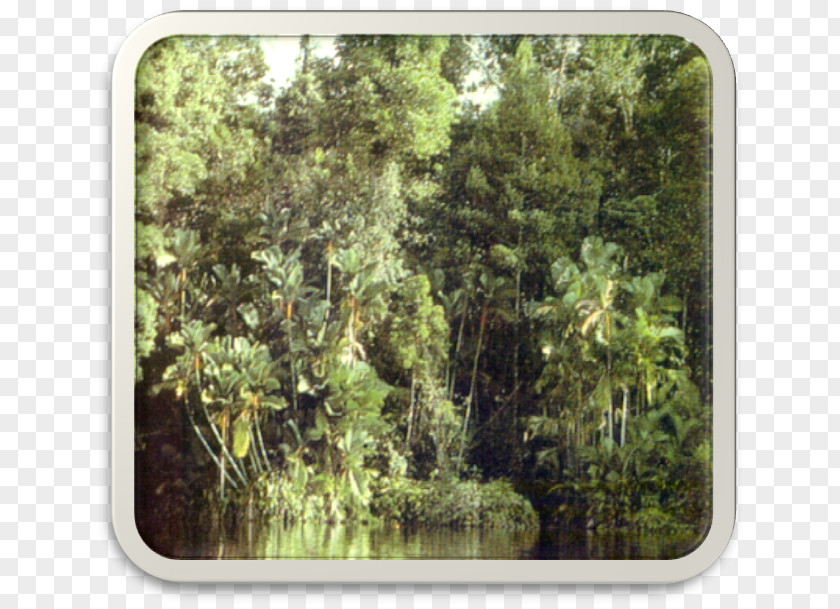 Forest Peat Swamp Freshwater Rainforest Tropical And Subtropical Coniferous Forests PNG