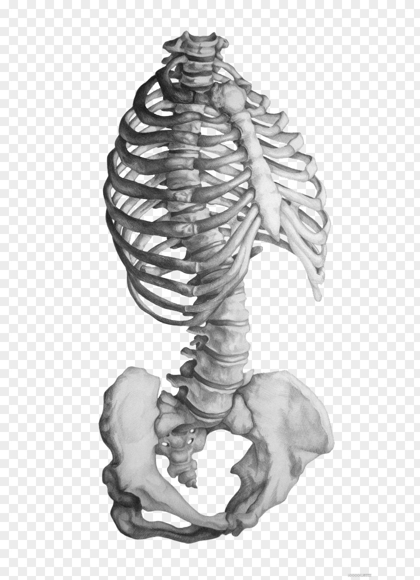 Gray Sketch Skeleton Rhode Island School Of Design Anatomy Human Drawing PNG