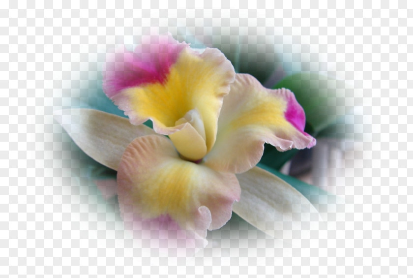 Orchidee Moth Orchids Cattleya Cut Flowers Desktop Wallpaper PNG