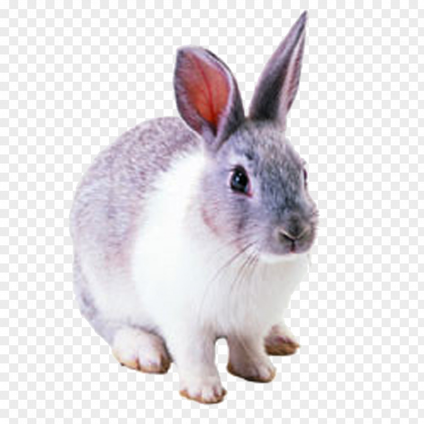 Rabbit Netherland Dwarf Hare Cottontail Domestic PNG