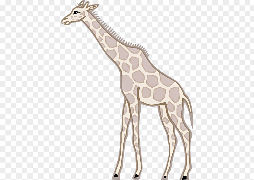 Giraffe Meter Animal Figurine Pattern Giraffids PNG