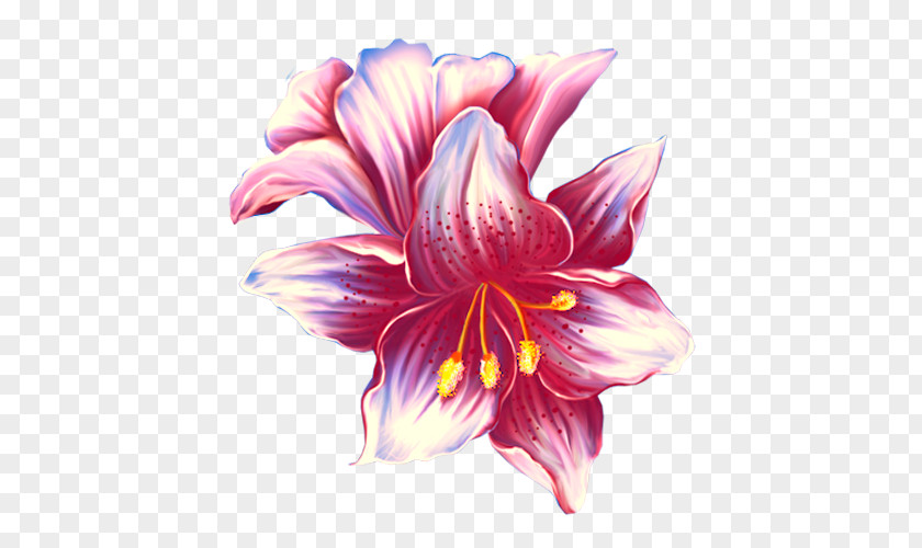 Pink Lily Flower Lilium PNG