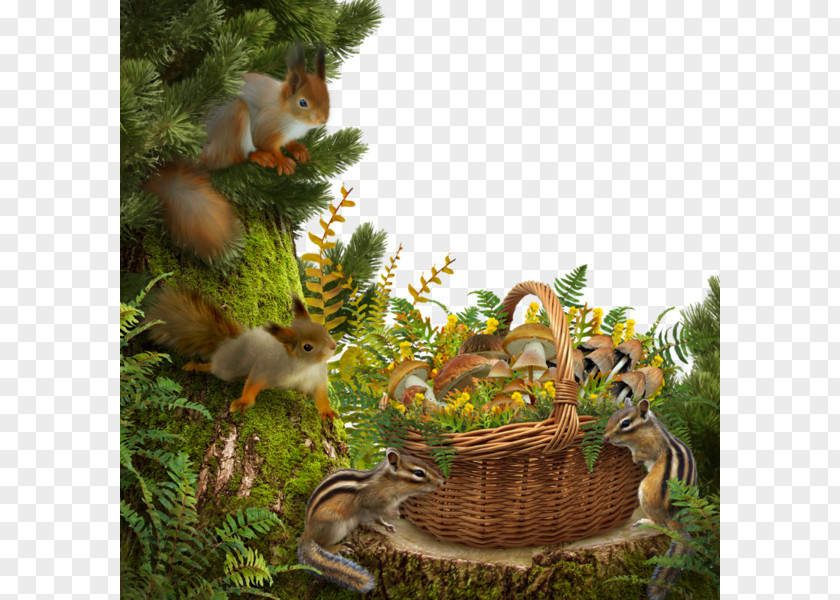 Squirrel Forest Border Paper PNG