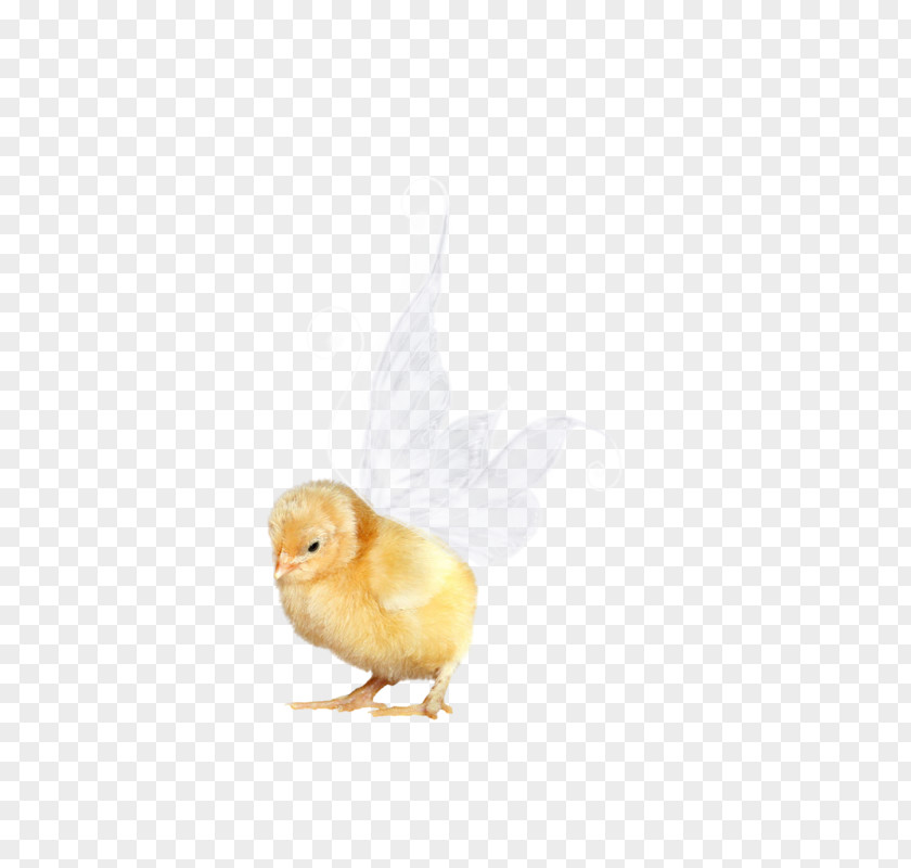 Feather Beak Chicken As Food PNG