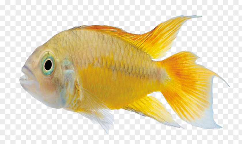 Gold Fish Carassius Auratus Marine Biology Tropical PNG