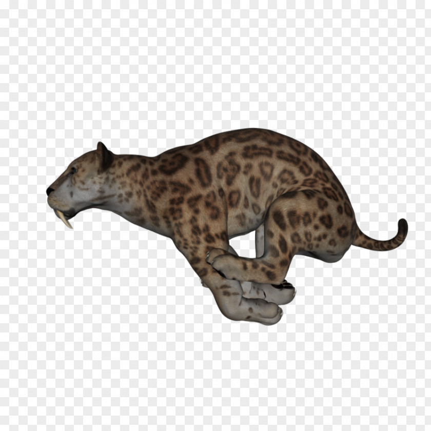 Leopard Big Cat Terrestrial Animal Puma PNG