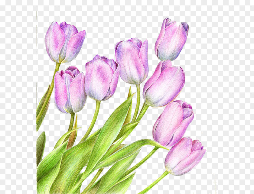 Pink Tulips Tulip Purple PNG