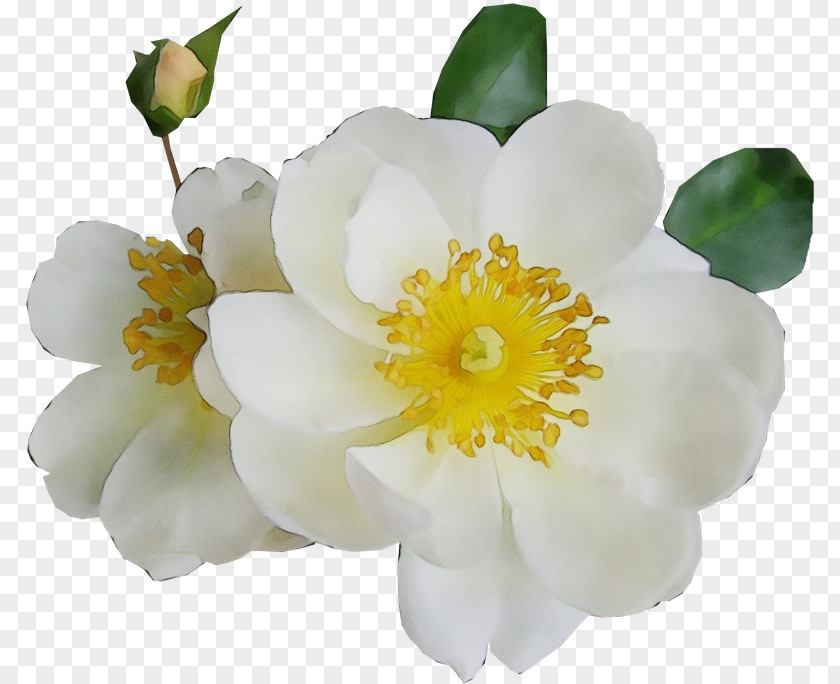 Rose Family Rosa Rubiginosa Flower Flowering Plant White Petal PNG