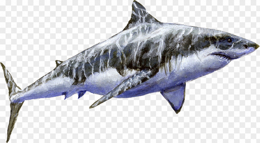 Sand Tiger Shark Great White Megalodon Cosmopolitodus Hastalis PNG