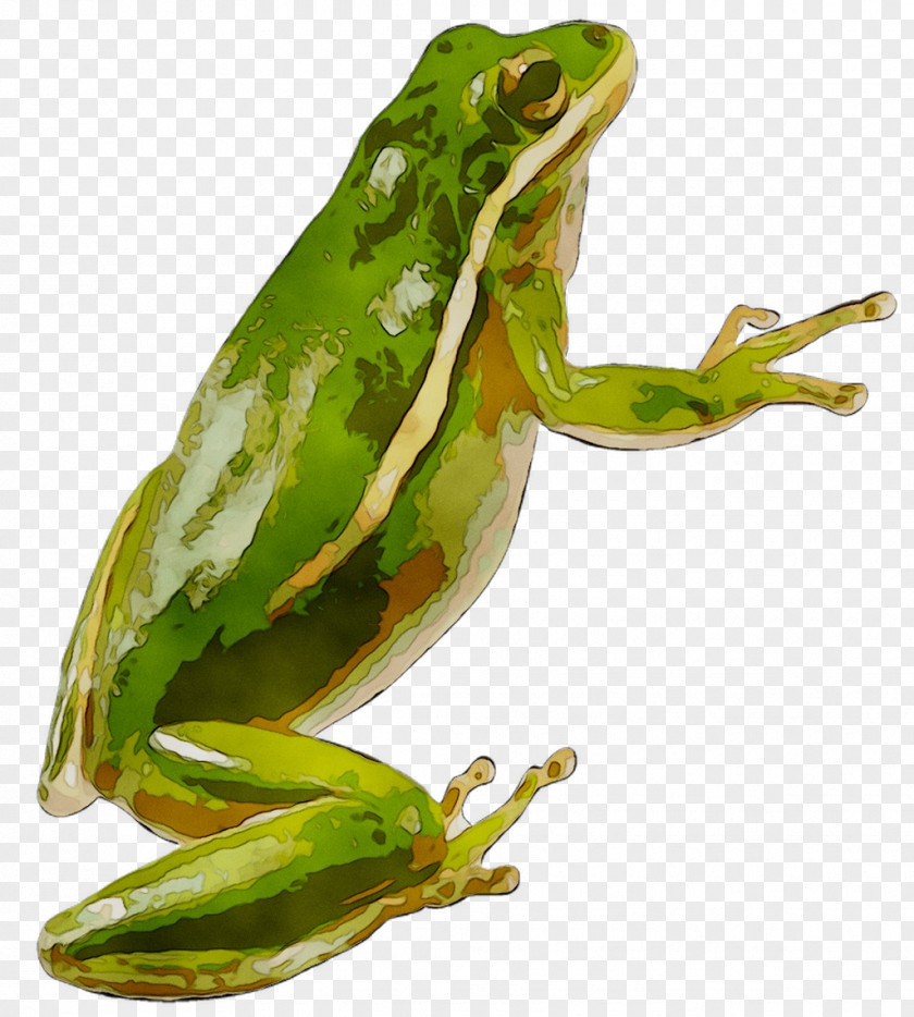 True Frog Toad Terrestrial Animal Tree PNG