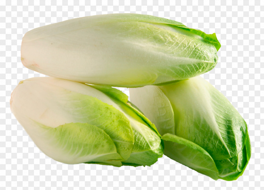 Lettuce Endive Cichorium Endivia Dict.cc Chicory Translation PNG