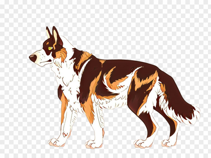 Working Dog Australian Shepherd White Border PNG