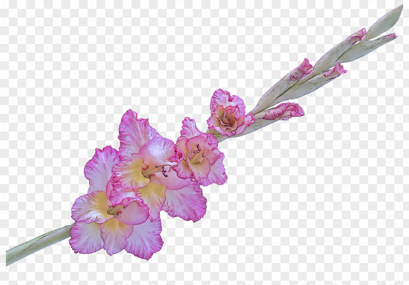 Dendrobium Petal Flower Pink Plant Flowering Purple PNG