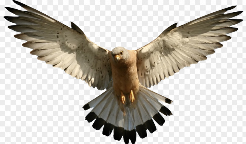 Eagle Bald Clip Art PNG