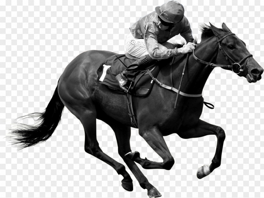 Horse Hunt Seat Stallion Jockey Rein PNG