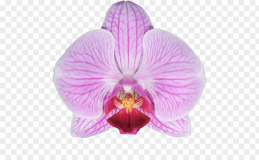 Orchid Leaves Moth Orchids Cattleya Stolk Flora FloraXchange PNG