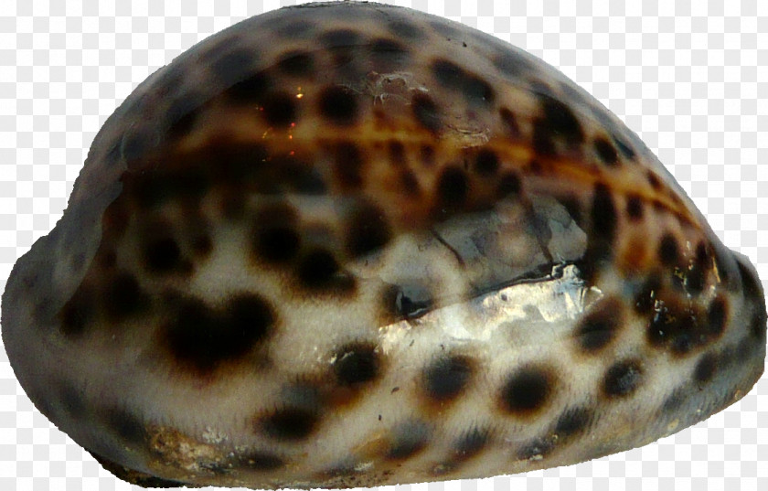SEA SHELL Sea Snail Gastropods Animal Slug PNG