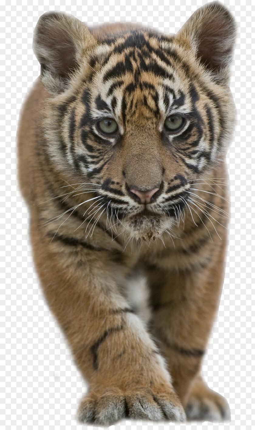 Tiger Sumatran Bengal Siberian Malayan Felidae PNG