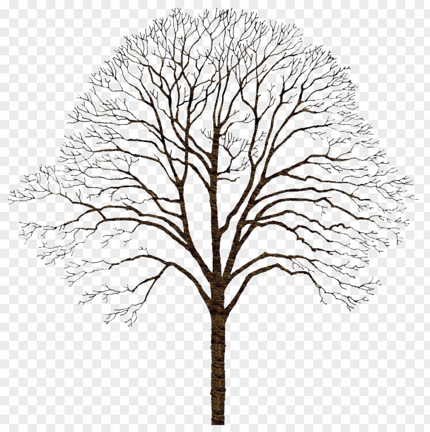 Winter Withered Tree PNG