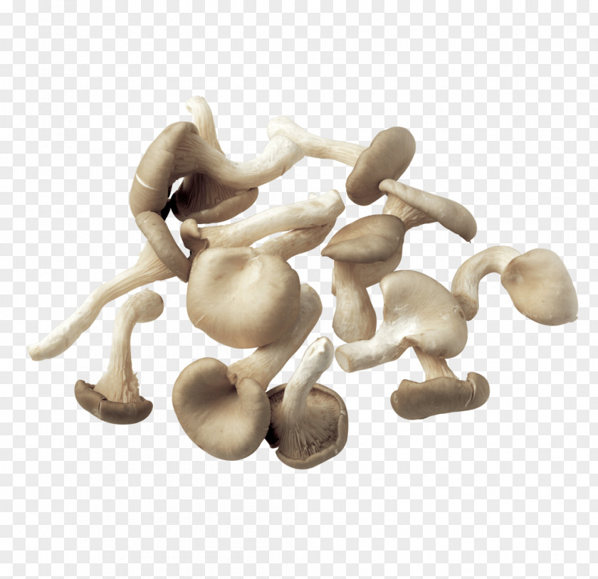 A Spread Of Mushrooms Common Mushroom Fungus Clip Art PNG