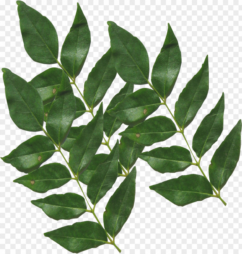 Bay Leaf Woody Plant Neem Tree PNG