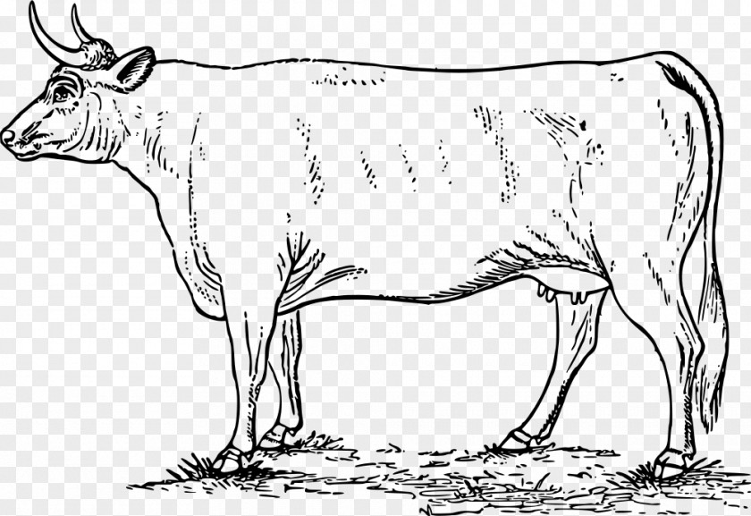 Bull Dairy Cattle Zebu Taurine Ox PNG