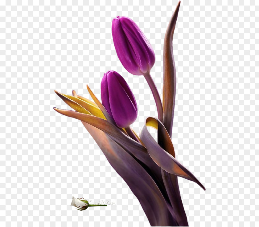Forever Waiting Email Purple Tulip Clip Art Flower PNG