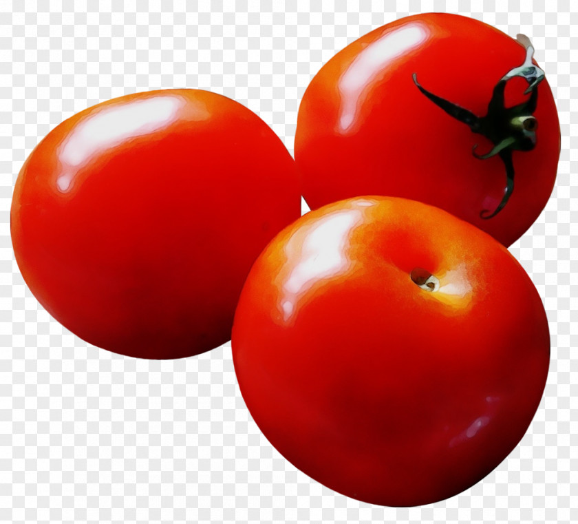 Nightshade Family Bush Tomato PNG