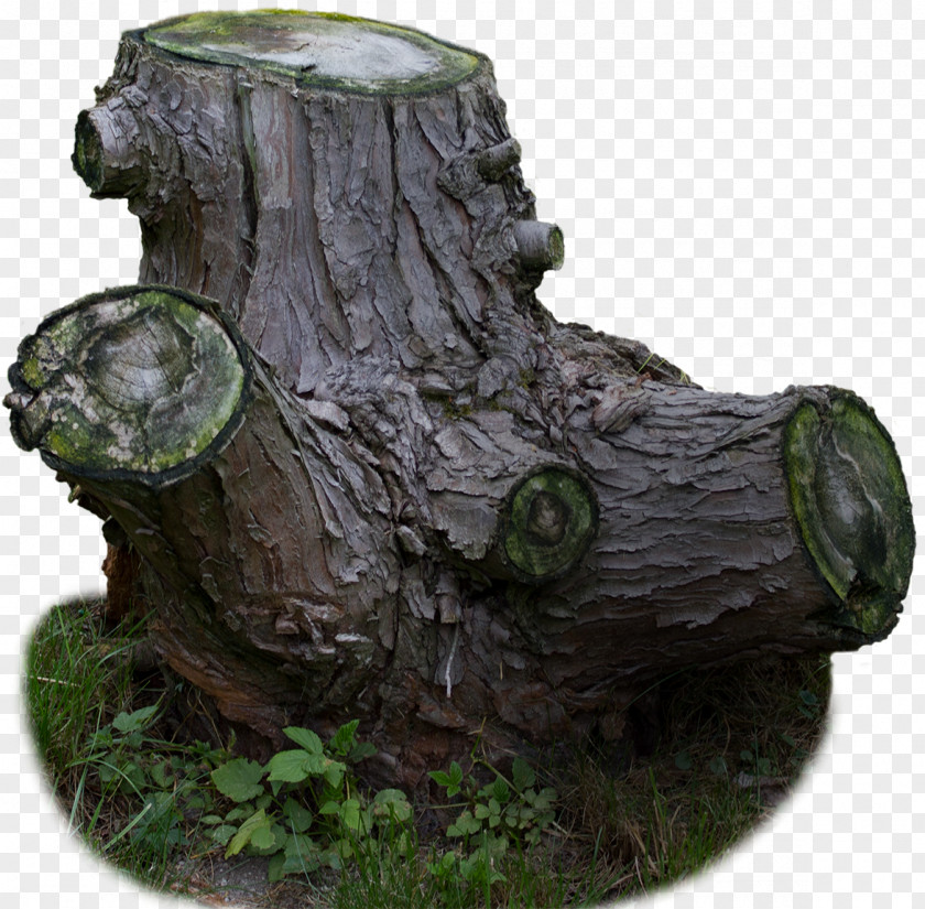 Old Tree Stump In-kind Material Trunk PNG