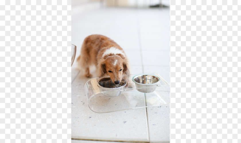 Pet Feeder Dog Breed Puppy Companion Sporting Group PNG