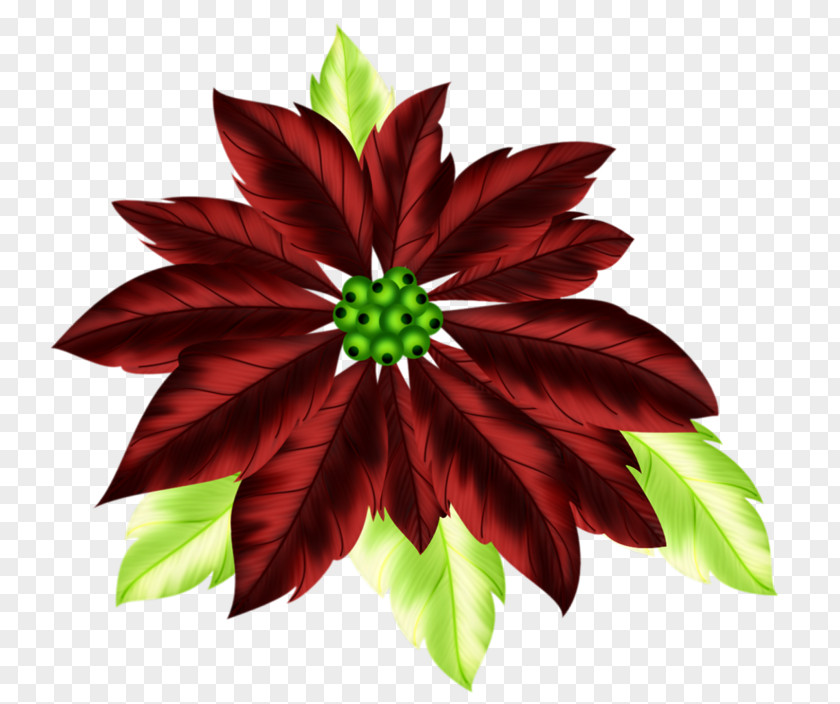 Red Feather Christmas Poinsettia Clip Art PNG