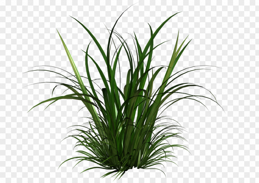 Tall Grass Clipart Grasses And Grains Clip Art PNG
