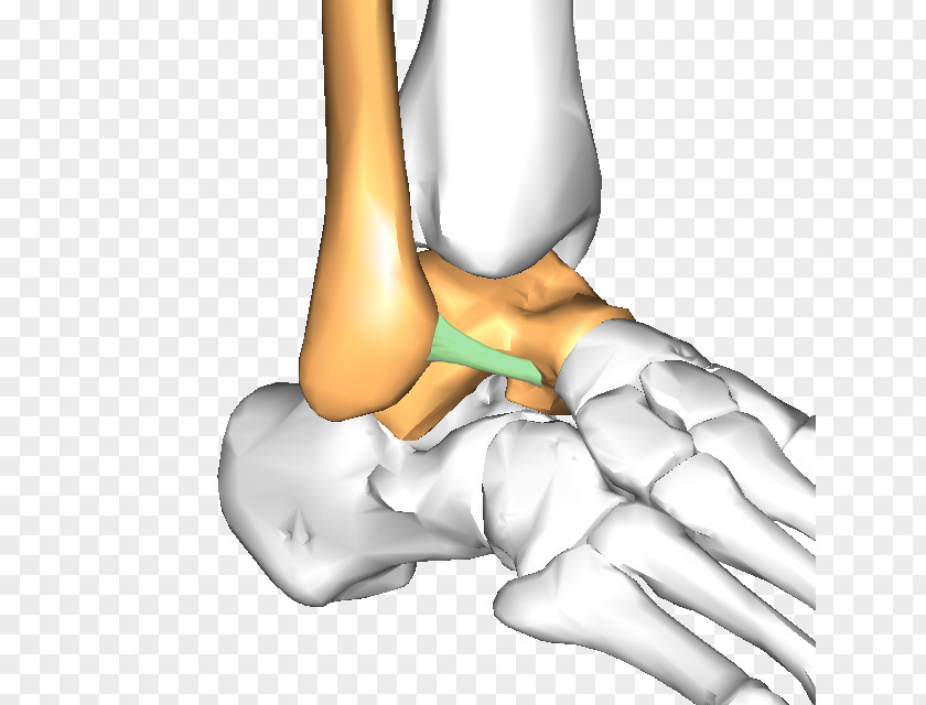 Thumb Hip Ankle Ligament Talus Bone PNG
