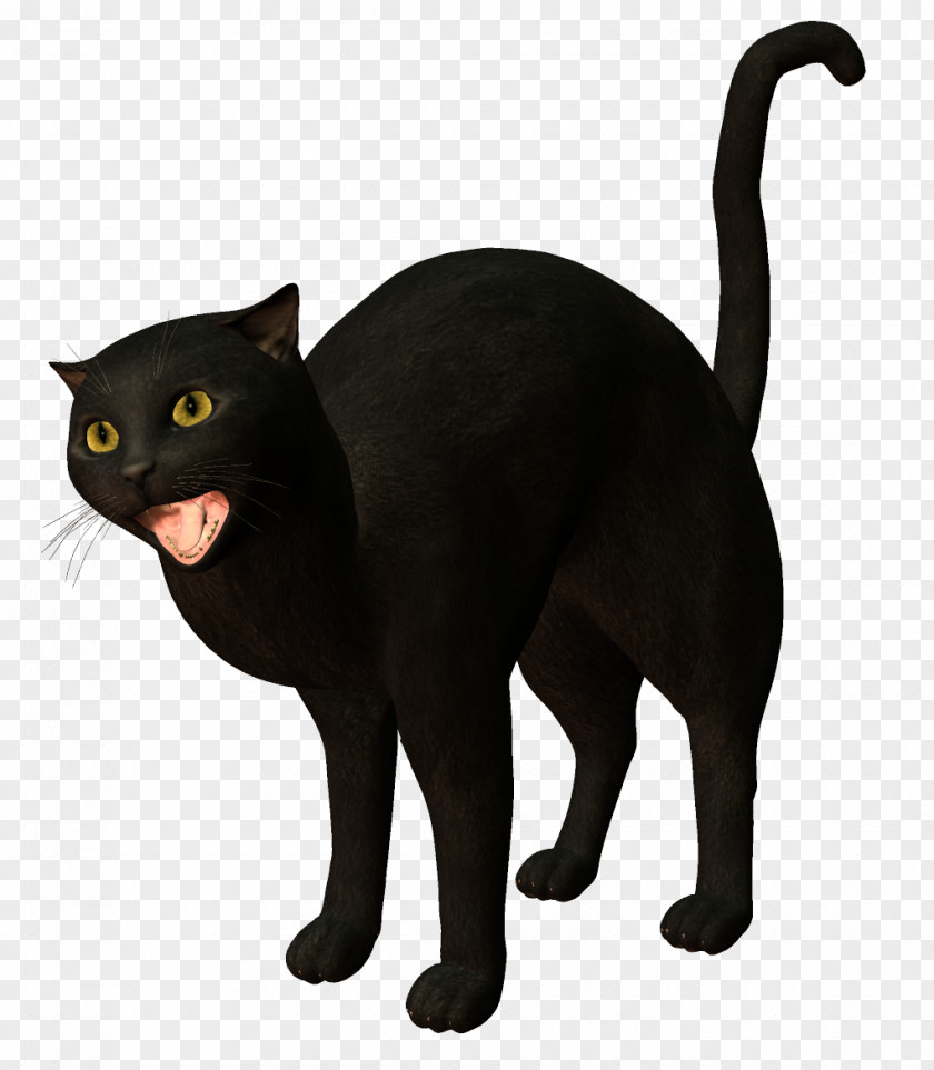 Witch Cat Bombay Burmese Korat Black PNG