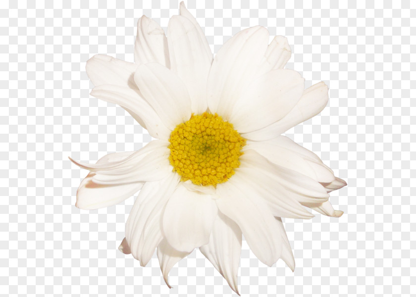 Camomile Flower German Chamomile Oxeye Daisy Family PNG