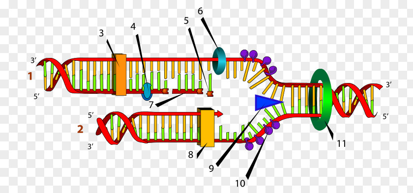 DNA Replication Fork Helicase Polymerase PNG