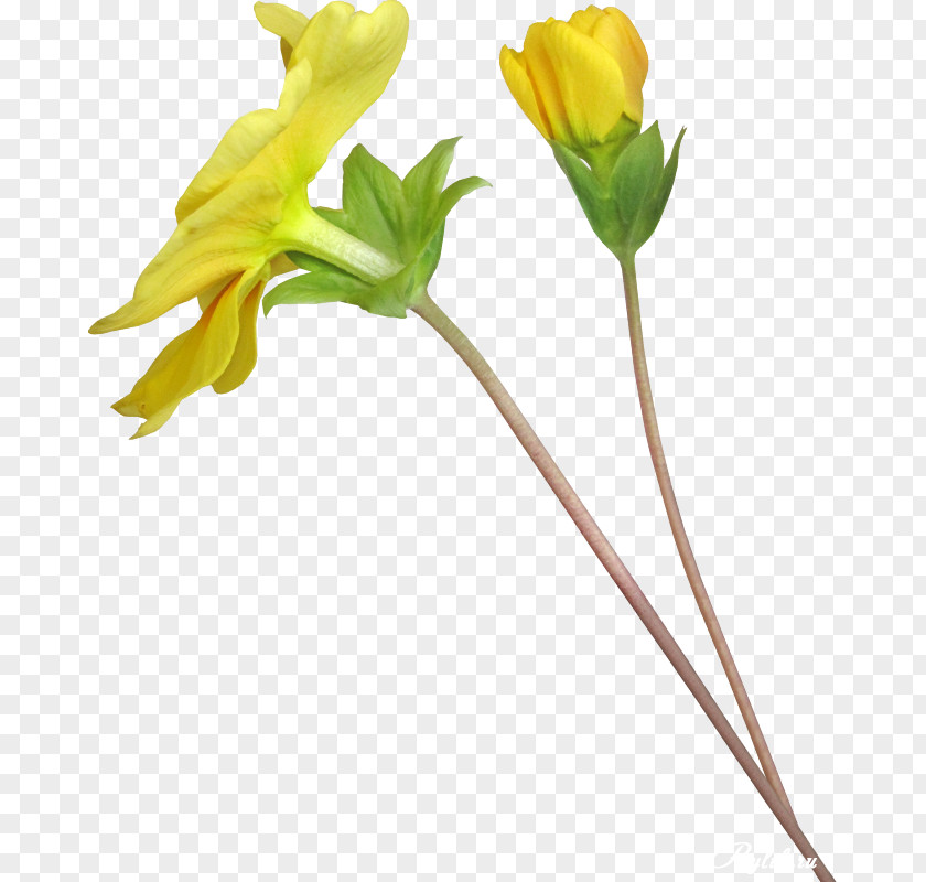 Flower Yellow Art Photography Clip PNG