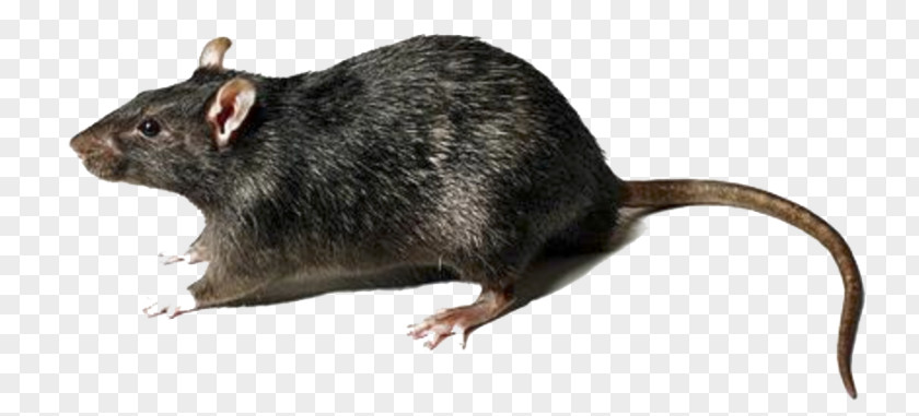 Mouse Rodent Brown Rat Gerbil PNG